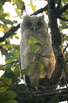 eagle owl